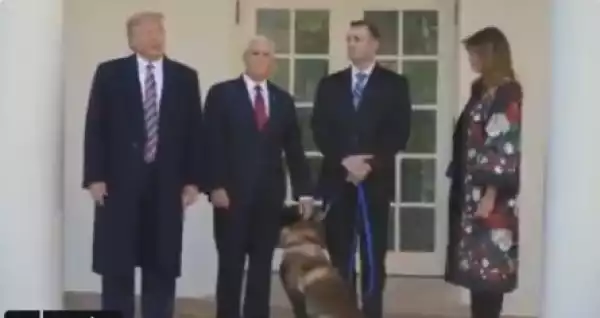 The Dog That Chased ISIS Leader, Al-Baghdadi Honoured At The White House